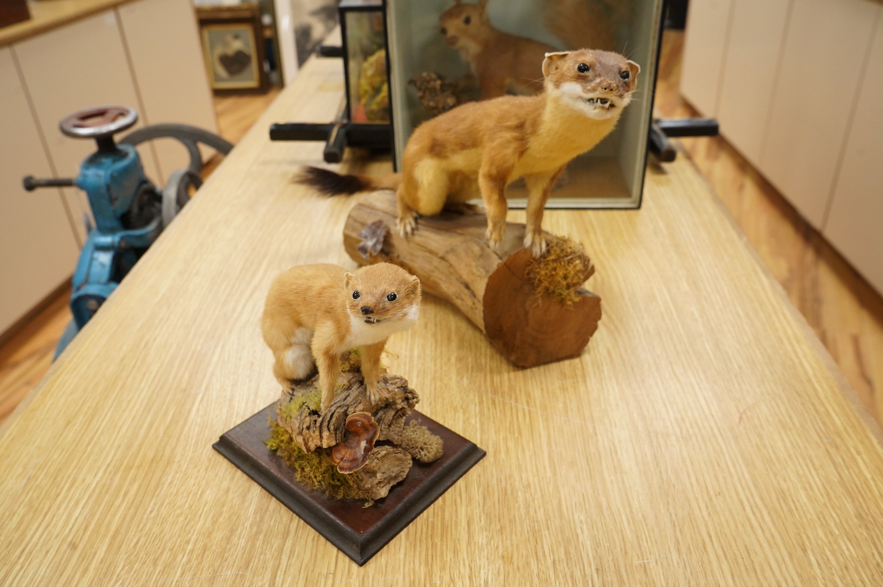 A taxidermy stoat and a weasel, separately mounted on naturalistic wooden bases, tallest 24cm